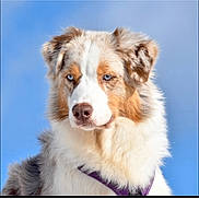 Kiara participe au concours pour gagner de l'argent avec cette photo : alert, animal, australian_shepherd, blue_eyes, canine, closeup, collar, dog, ears, fluffy_coat, fur, headshot, looking_away, mammal, nature, outdoor, pet, portrait, sky, snout