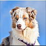 alert, animal, australian_shepherd, blue_eyes, canine, closeup, collar, dog, ears, fluffy_coat, fur, headshot, looking_away, mammal, nature, outdoor, pet, portrait, sky, snout