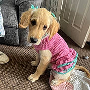 Lola joined the competition — help win amazing prizes! puppy, dog, golden_retriever, crocheted_clothing, pink_sweater, indoor, carpet, blanket, cute, pet, animal, sitting, looking_up, ears, tail, home, door, furniture, cozy, floor