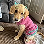puppy, dog, golden_retriever, crocheted_clothing, pink_sweater, indoor, carpet, blanket, cute, pet, animal, sitting, looking_up, ears, tail, home, door, furniture, cozy, floor