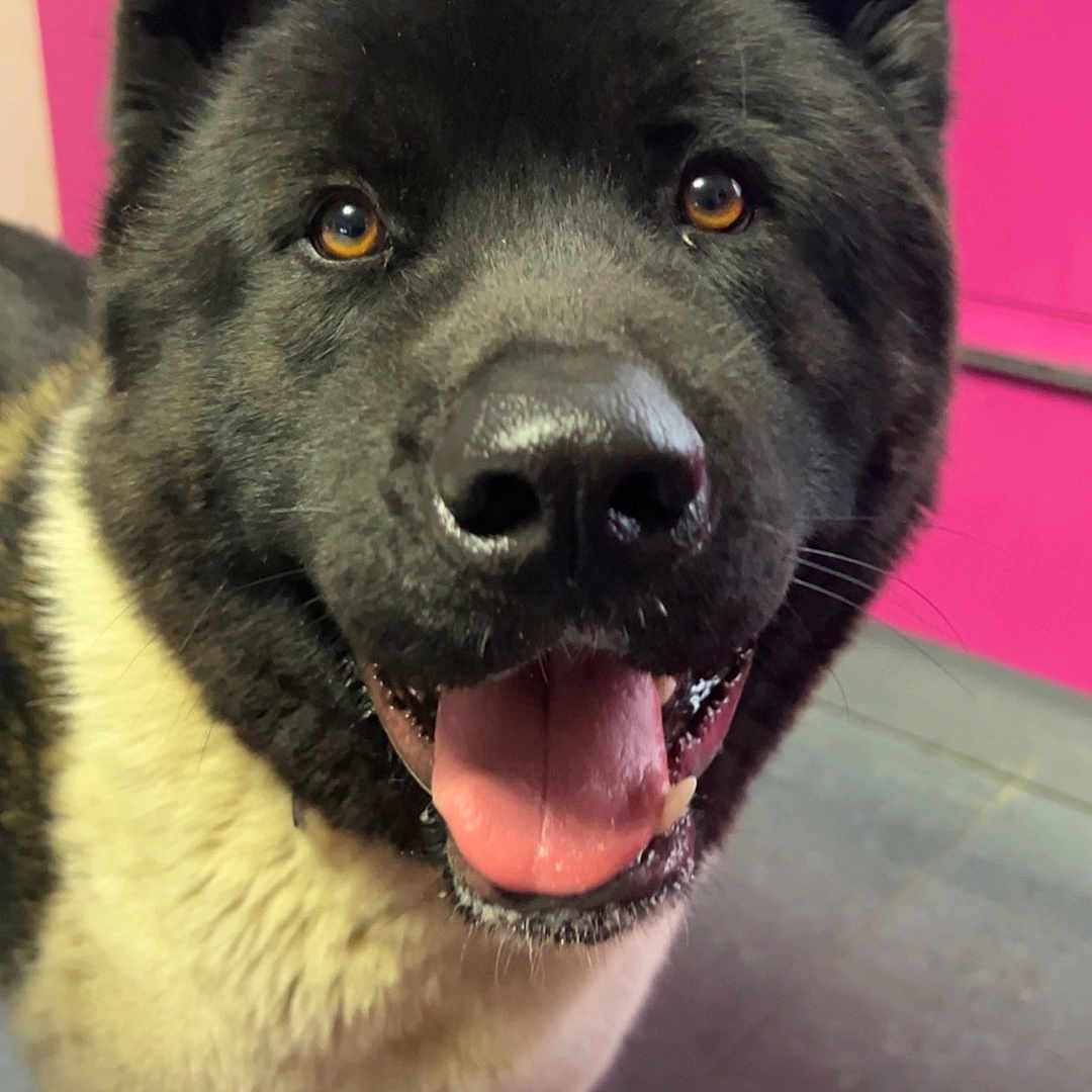 Touffe a rejoint le concours — aidez-le/la à gagner de superbes lots ! animal, black_and_white, bright_eyes, canine, close_up, counter, dog, domestic_animal, ears, face, floor, fur, happy, indoor, kitchen, pet, pink_background, smiling, tile_floor, tongue_out