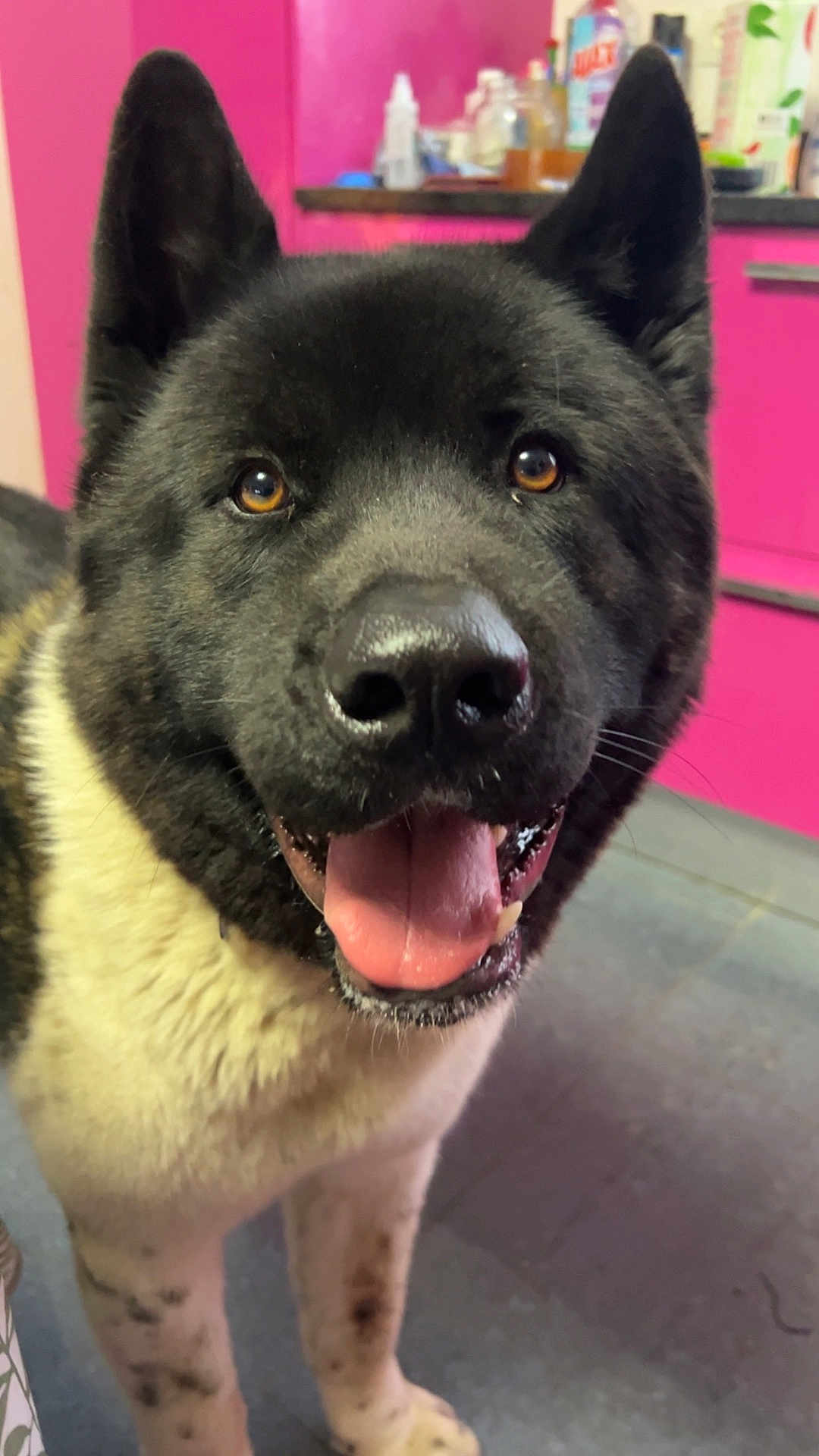 Touffe a rejoint le concours — aidez-le/la à gagner de superbes lots ! dog, black_and_white, tongue_out, happy, pet, indoor, kitchen, floor, fur, ears, face, animal, canine, close_up, smiling, domestic_animal, bright_eyes, pink_background, counter, tile_floor