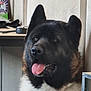 dog, akita, pet, indoor, tongue_out, black_coat, white_coat, ears_up, happy, panting, furry, animal, face, closeup, table, household_items, background, canine, companion, mammal