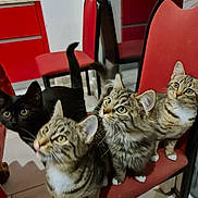 Pepperoni participe au concours pour gagner de l'argent avec cette photo : cat, tabby_cat, black_cat, chair, red_chair, indoor, kitchen, tile_floor, curious, pets, feline, multiple_cats, animal, whiskers, ears, tail, looking_up, domestic, household, furniture