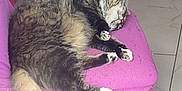 Pepperoni participe au concours pour gagner de l'argent avec cette photo : cat, sleeping, chair, purple, furniture, indoor, pet, fluffy, tail, paw, relaxing, cozy, tile_floor, domestic, cute, whiskers, fur, resting, home, animal