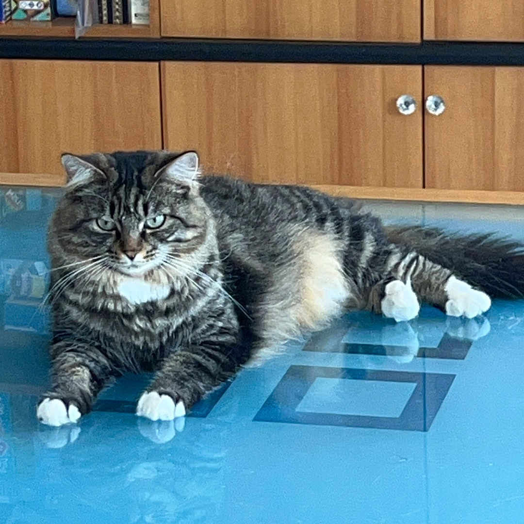 Pepperoni a rejoint le concours — aidez-le/la à gagner de superbes lots ! board_games, cat, cozy, domestic_animal, feline, fur, green_eyes, home, household, indoor, lounging, pet, reflection, relaxed, sitting, striped_fur, tabby_cat, table, white_paws, wooden_cabinet