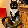 Zeus participe au concours pour gagner de l'argent avec cette photo : cat, tuxedo_cat, feline, pet, animal, indoor, stool, wooden_furniture, curious, fluffy, black_and_white, whiskers, tail, seated, cozy, home, eyes, portrait, domestic_cat, mammal