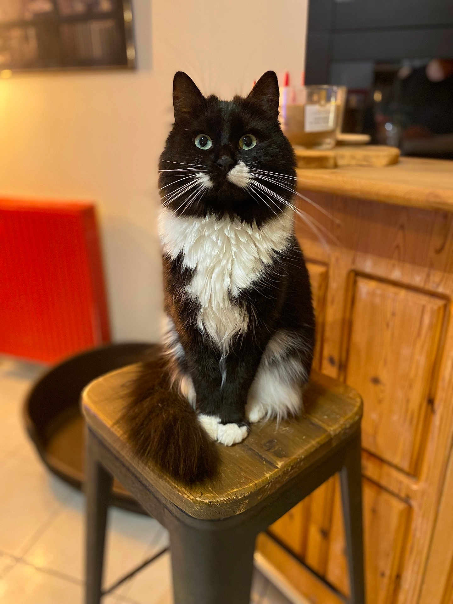 Zeus participe au concours pour gagner de l'argent avec cette photo : cat, tuxedo_cat, feline, pet, animal, indoor, stool, wooden_furniture, curious, fluffy, black_and_white, whiskers, tail, seated, cozy, home, eyes, portrait, domestic_cat, mammal