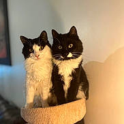 Zeus a rejoint le concours — aidez-le/la à gagner de superbes lots ! cat, tuxedo_cat, pets, animal, feline, indoor, cat_tree, fur, whiskers, ears, eyes, sitting, pair, cute, domestic_animal, mammal, companions, portrait, cozy, curious