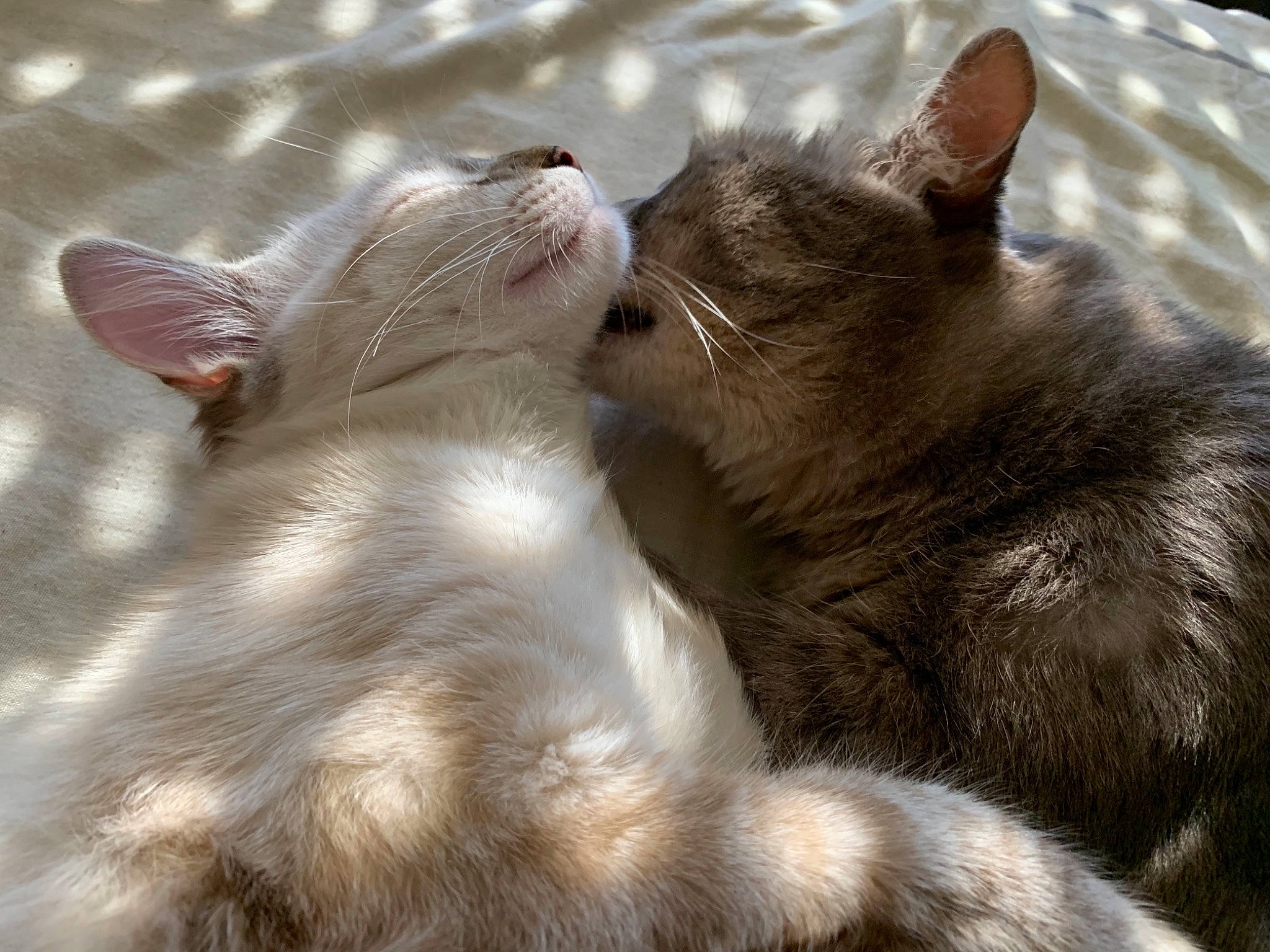 Mew participe au concours pour gagner de l'argent avec cette photo : carnivore, cat, claw, comfort, domestic_short_haired_cat, fawn, felidae, foot, fur, gesture, grey, nap, paw, sleep, small_to_medium_sized_cats, snout, tail, terrestrial_animal, whiskers, wildlife