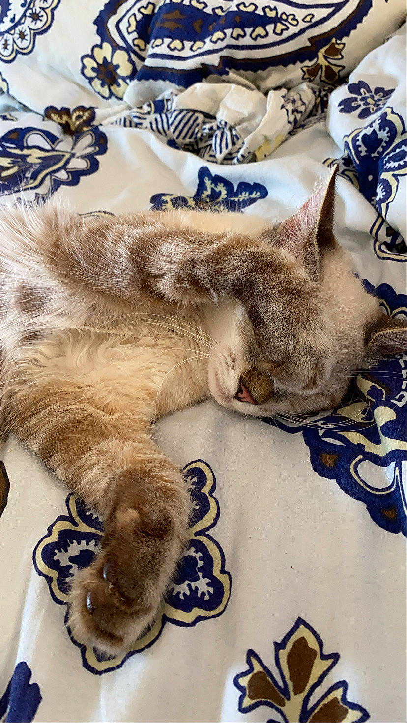 Mew a rejoint le concours — aidez-le/la à gagner de superbes lots ! bed_sheet, carnivore, cat, claw, comfort, domestic_short_haired_cat, fawn, felidae, fur, linens, mammal, pattern, paw, small_to_medium_sized_cats, tail, terrestrial_animal, vertebrate, whiskers