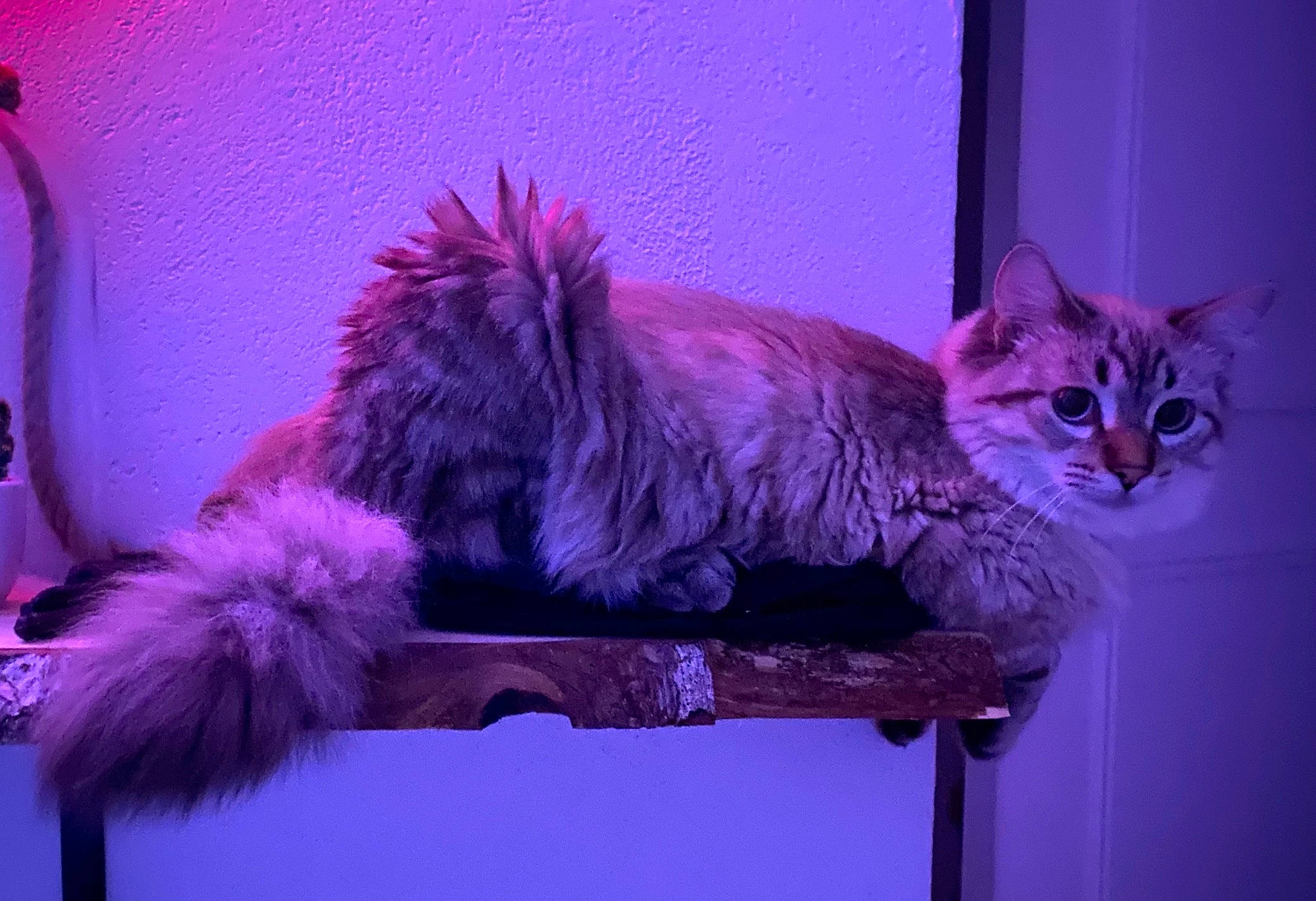 Mew participe au concours pour gagner de l'argent avec cette photo : carnivore, cat, cat_supply, comfort, couch, domestic_short_haired_cat, event, fawn, felidae, fur, magenta, paw, pink, plant, purple, small_to_medium_sized_cats, tail, violet, whiskers, window