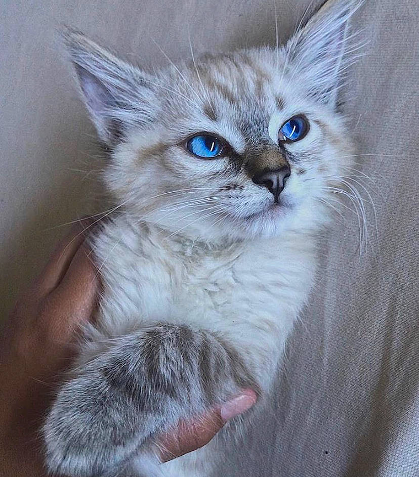 Mew participe au concours pour gagner de l'argent avec cette photo : birman, carnivore, cat, claw, domestic_short_haired_cat, electric_blue, fawn, felidae, fur, iris, paw, photo_caption, small_to_medium_sized_cats, snout, tail, terrestrial_animal, whiskers