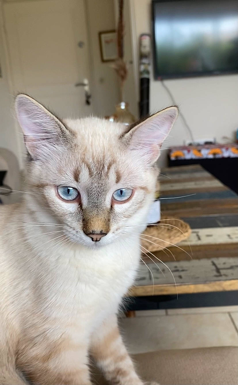 Mew a rejoint le concours — aidez-le/la à gagner de superbes lots ! carnivore, cat, claw, collar, comfort, domestic_short_haired_cat, eye, fawn, felidae, flooring, fur, iris, small_to_medium_sized_cats, snout, tail, television, thai, whiskers, window