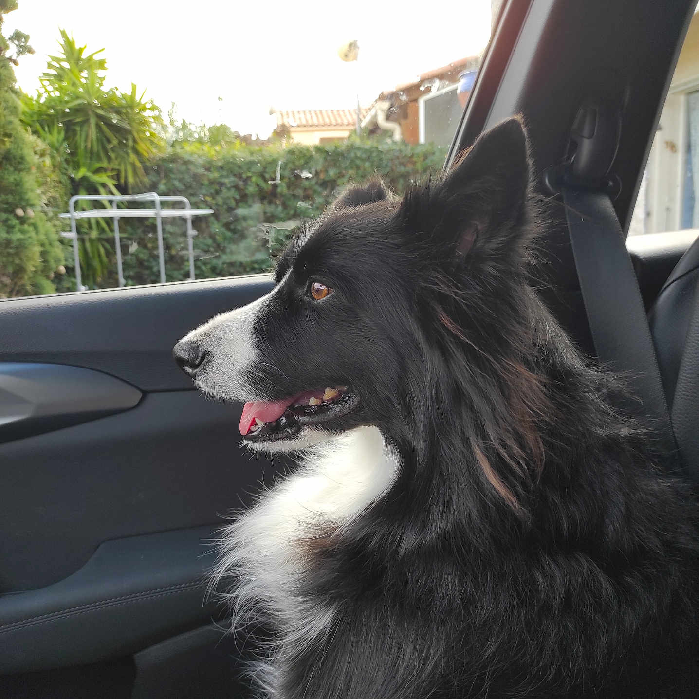 Pollo participe au concours pour gagner de l'argent avec cette photo : alloywheel, animal, canine, car, carwheel, collie, cushion, dog, homedecor, husky, machine, person, pet, plant, spoke, tire, transportation, tree, vehicle, wheel