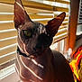 sphynx_cat, cat, pet, window, blinds, shadow, sunlight, indoor, closeup, wrinkled_skin, animal, feline, ears, green_eyes, collar, portrait, striped_shadow, mysterious, light_and_shadow, domestic_animal