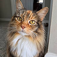 Maya is registered to the contest to win money with this photo: black_fur, carpet, cat, close_up, curious, cute, domestic_animal, door, feline, fluffy, golden_eyes, indoor, long_hair, orange_fur, pet, portrait, soft_light, wall, whiskers, white_fur