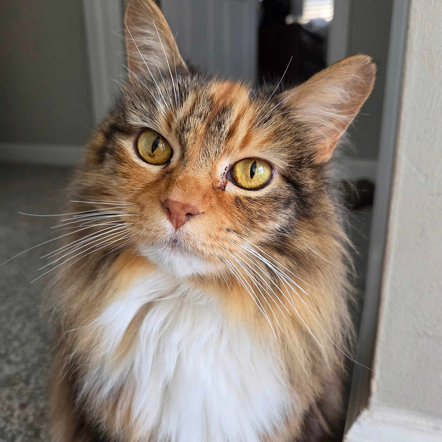 Maya