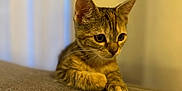 Aria participe au concours pour gagner de l'argent avec cette photo : kitten, cat, tabby, pet, animal, cute, curious, indoor, sofa, fur, whiskers, ears, paws, young, domestic, feline, cozy, soft, brown, yellow