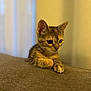 kitten, cat, tabby, pet, animal, cute, curious, indoor, sofa, fur, whiskers, ears, paws, young, domestic, feline, cozy, soft, brown, yellow