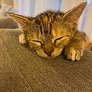 Aria participe au concours pour gagner de l'argent avec cette photo : kitten, sleeping, tabby, cat, close_up, paw, fur, ears, whiskers, pet, cozy, indoor, soft_light, texture, gray_fabric, cute, animal, resting, peaceful, young