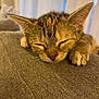 kitten, sleeping, tabby, cat, close_up, paw, fur, ears, whiskers, pet, cozy, indoor, soft_light, texture, gray_fabric, cute, animal, resting, peaceful, young