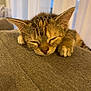 kitten, cat, sleeping, nap, tabby, closeup, paw, fur, cute, cozy, indoor, couch, gray, pet, animal, whiskers, face, relaxed, resting, soft