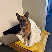 Peacky participe au concours pour gagner de l'argent avec cette photo : dog, german_shepherd, blanket, bed, pillow, indoor, pet, animal, fur, looking, floor, wooden_bed_frame, yellow_blanket, brown_pillow, quiet, calm, domestic, cozy, resting, companion