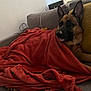 Peacky participe au concours pour gagner de l'argent avec cette photo : dog, german_shepherd, blanket, couch, pillow, indoor, pet, relaxed, cozy, fur, ears, snout, brown, black, living_room, resting, comfort, canine, animal, domestic