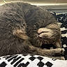 cat, sleeping, tabby, fur, paw, cozy, blanket, pattern, black_and_white, window, blinds, indoor, pet, cute, resting, whiskers, animal, domestic, feline, soft