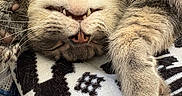 Shadow is registered to the contest to win money with this photo: cat, tabby, sleeping, upside_down, fangs, whiskers, paw, fur, patterned_blanket, cozy, relaxed, indoor, pet, cute, animal, closeup, resting, feline, soft, adorable