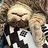 cat, tabby, sleeping, upside_down, fangs, whiskers, paw, fur, patterned_blanket, cozy, relaxed, indoor, pet, cute, animal, closeup, resting, feline, soft, adorable
