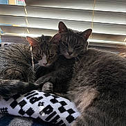 Shadow is registered to the contest to win money with this photo: cat, cats, feline, pet, animal, indoor, window, blinds, light, shadow, cuddle, snuggle, fur, sleepy, curious, sock, pattern, cozy, resting, companion