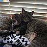 cat, cats, feline, pet, animal, indoor, window, blinds, light, shadow, cuddle, snuggle, fur, sleepy, curious, sock, pattern, cozy, resting, companion