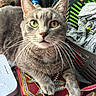 cat, gray_tabby, green_eyes, championship_belt, laundry_basket, clothing, gnome, figurine, indoor, pet, whiskers, curious, close_up, feline, household_item, fabric, decor, relaxed, animal, cute