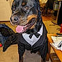 animal, black_and_brown, canine, carpet, casual, clothing, costume, dog, furniture, happy, household, indoor, pet, portrait, rottweiler, smiling, table, tongue_out, top_hat, tuxedo
