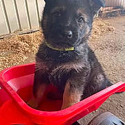 Adès participe au concours pour gagner de l'argent avec cette photo : puppy, dog, german_shepherd, wheelbarrow, red, barn, sawdust, fence, curious, animal, pet, young, cute, fur, ears, collar, indoor, black, brown, sitting
