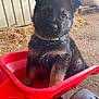 puppy, dog, german_shepherd, wheelbarrow, red, barn, sawdust, fence, curious, animal, pet, young, cute, fur, ears, collar, indoor, black, brown, sitting