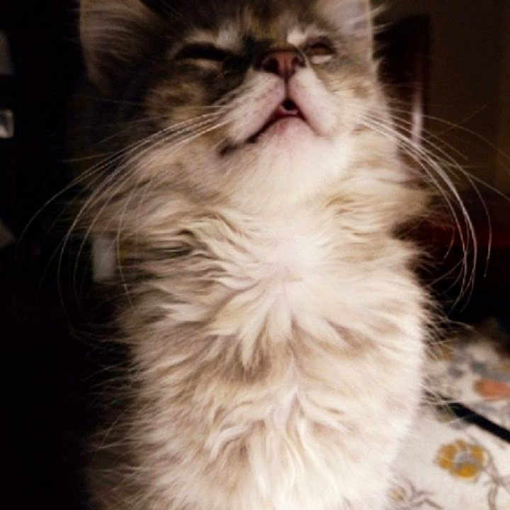 Ghostie is registered to the contest to win money with this photo: abyssinian, angora, animal, bodypart, brasssection, cat, face, head, horn, kitten, manx, mouth, person, pet, photography, portrait, siamese, sleeping, snout, teeth