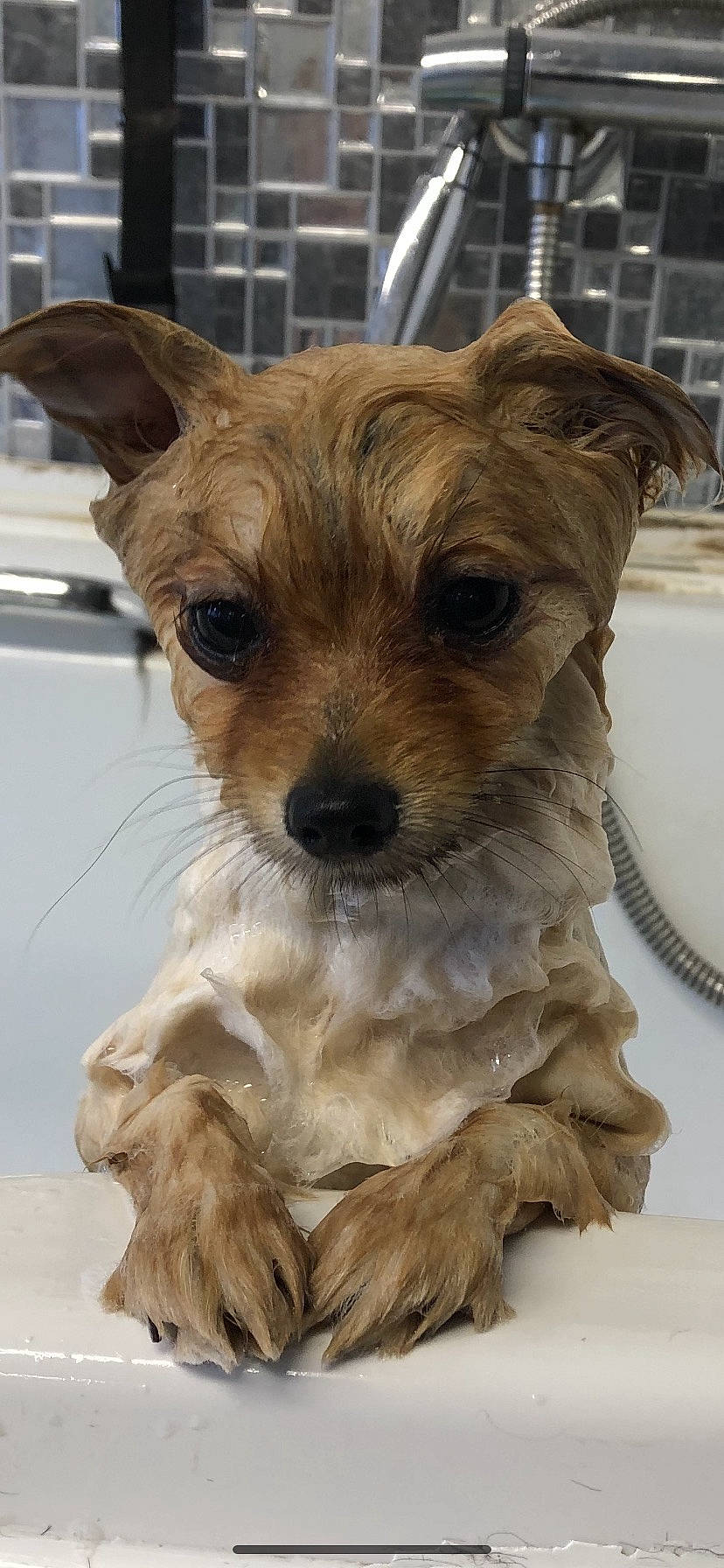 Bilbo is registered to the contest to win money with this photo: ancient_dog_breeds, canidae, carnivore, companion_dog, dog, dog_breed, dog_supply, fawn, fur, puppy, small_terrier, snout, sporting_group, terrestrial_animal, terrier, toy_dog, whiskers, working_animal