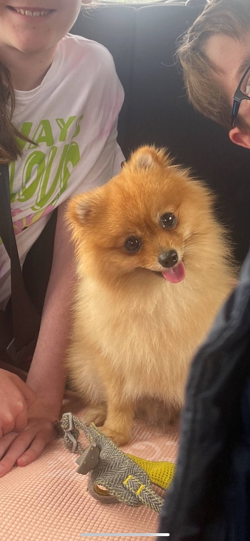 Bilbo joined the competition — help win amazing prizes! canidae, carnivore, companion_dog, corgi_chihuahua, dog, dog_breed, ear, fawn, fur, german_spitz, german_spitz_klein, german_spitz_mittel, pomeranian, snout, spitz, sporting_group, toy_dog, volpino_italiano, whiskers, working_animal