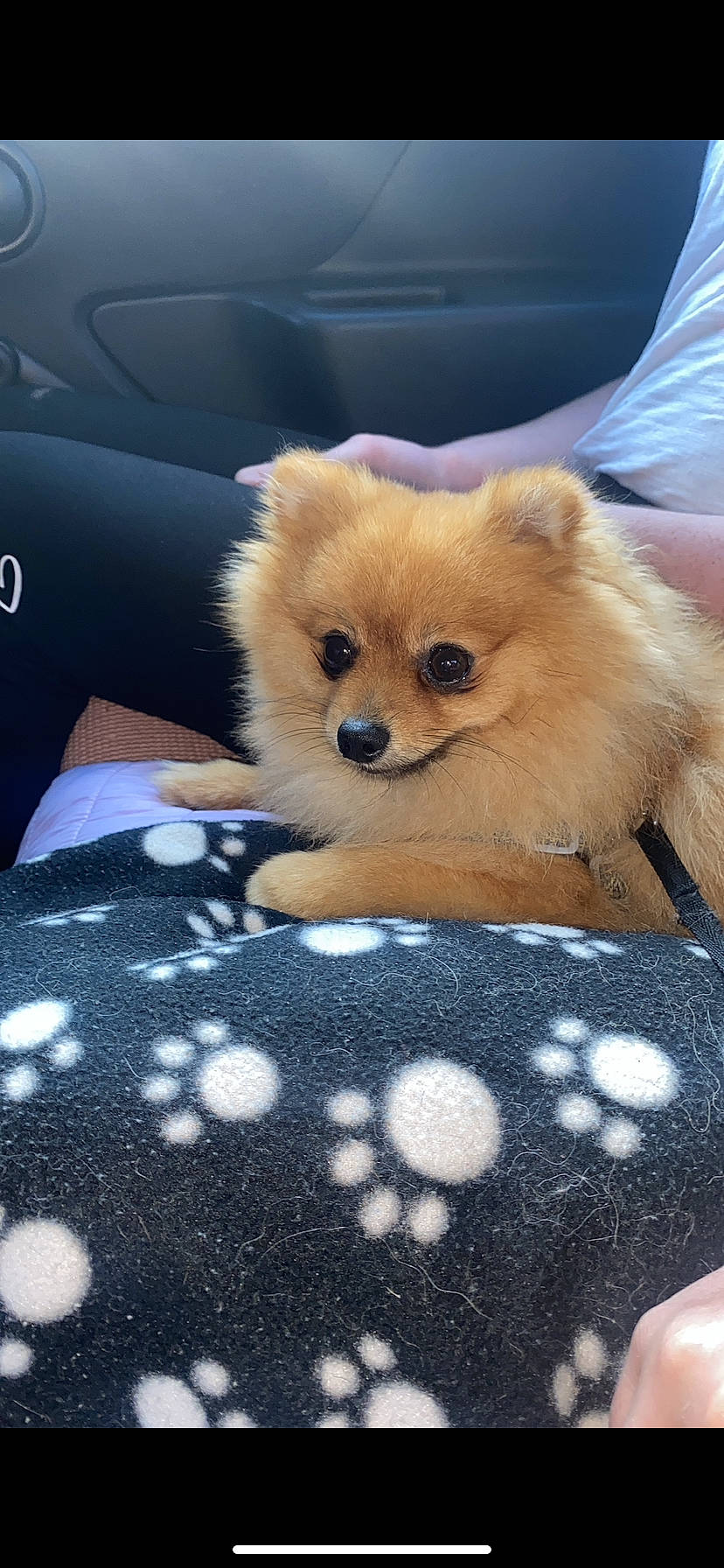 Bilbo is registered to the contest to win money with this photo: canidae, carnivore, comfort, companion_dog, dog, dog_breed, fawn, fur, pattern, snout, spitz, sporting_group, stuffed_toy, terrestrial_animal, textile, toy_dog, vehicle_door, whiskers, windshield, working_animal