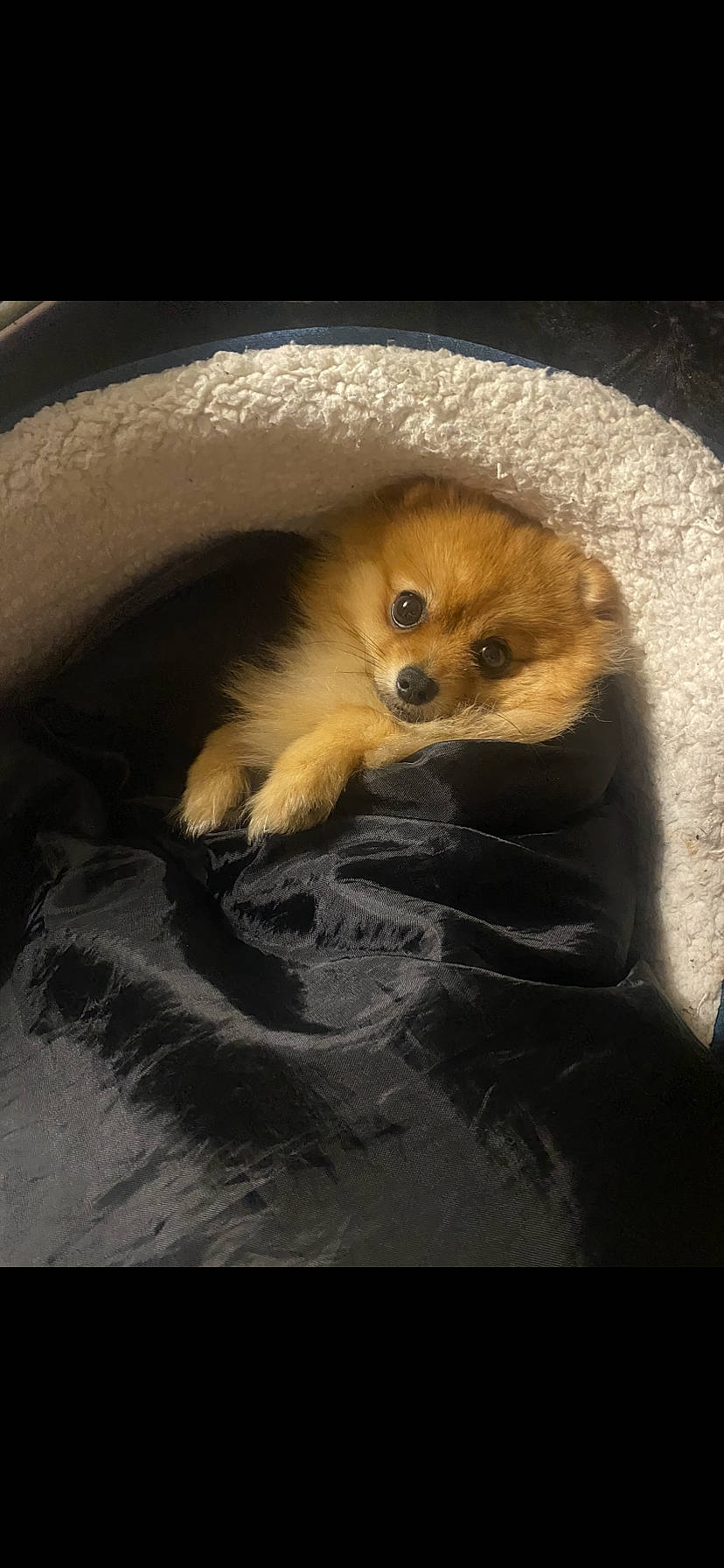 Bilbo is registered to the contest to win money with this photo: canidae, carnivore, claw, companion_dog, dog, dog_breed, fawn, felidae, fur, german_spitz, golden_lion_tamarin, paw, small_to_medium_sized_cats, snout, spitz, sporting_group, tail, terrestrial_animal, toy_dog, whiskers