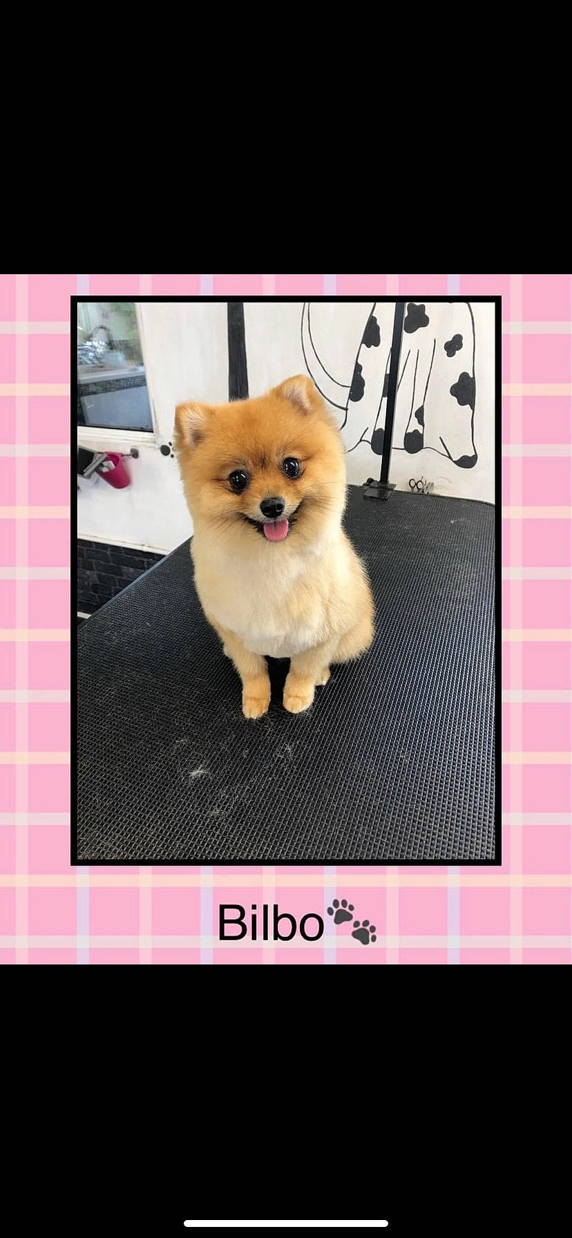 Bilbo is registered to the contest to win money with this photo: carnivore, cat, companion_dog, dog, dog_breed, fashion_accessory, fawn, felidae, font, fur, magenta, pattern, photo_caption, photograph, pink, small_to_medium_sized_cats, snout, tail, toy_dog, whiskers