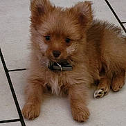 Alvin a rejoint le concours — aidez-le/la à gagner de superbes lots ! puppy, dog, pet, animal, fluffy, collar, cute, small, indoor, floor, tile, brown, fur, young, lying_down, adorable, mammal, canine, domestic, companion