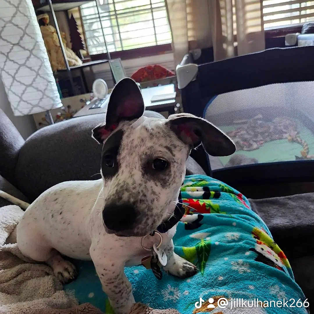 Pixi Stix joined the competition — help win amazing prizes! animal, bed, bedroom, blanket, bulldog, canine, couch, cushion, dog, frenchbulldog, furniture, homedecor, hound, indoors, interiordesign, pet, pitbull, puppy, room, window