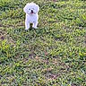 Romeo joined the competition — help win amazing prizes! animal, canine, cute, daylight, dog, field, fluffy, grass, greenery, happy, nature, outdoor, park, pet, playful, small_dog, standing, summer, tongue_out, white_dog