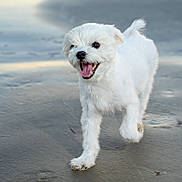 Romeo joined the competition — help win amazing prizes! animal, beach, canine, daylight, dog, fur, happy, nature, outdoor, pet, playful, running, sand, small_dog, smiling, tongue_out, walking, water, wet_sand, white_dog
