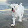 animal, beach, canine, daylight, dog, fur, happy, nature, outdoor, pet, playful, running, sand, small_dog, smiling, tongue_out, walking, water, wet_sand, white_dog