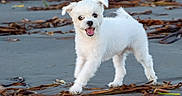Romeo is registered to the contest to win money with this photo: animal, beach, canine, cute, daylight, dog, fur, happy, nature, outdoor, pet, playful, puppy, sand, seaweed, small_dog, smiling, tongue, walking, white_dog